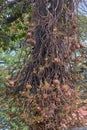 ÃÂ¡annon ball tree. Stem, flowers and fruits. Bottom view at Byculla Zoo Rani bagh.Mumbai Royalty Free Stock Photo